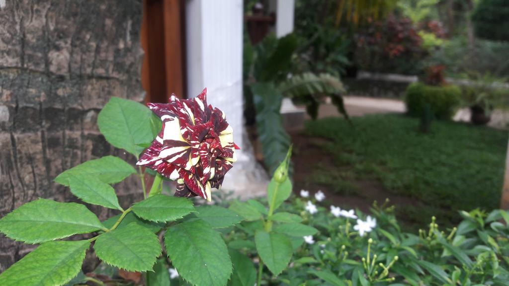 Sigiri Regal Residence Sigiriya Eksteriør billede